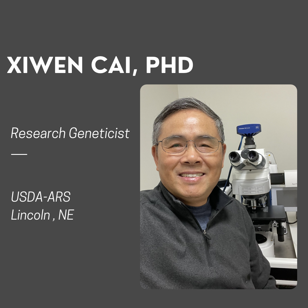Gray background, with a image of Xiwen Cai wearing a gray shirt and glasses sitting in front of a microscope.